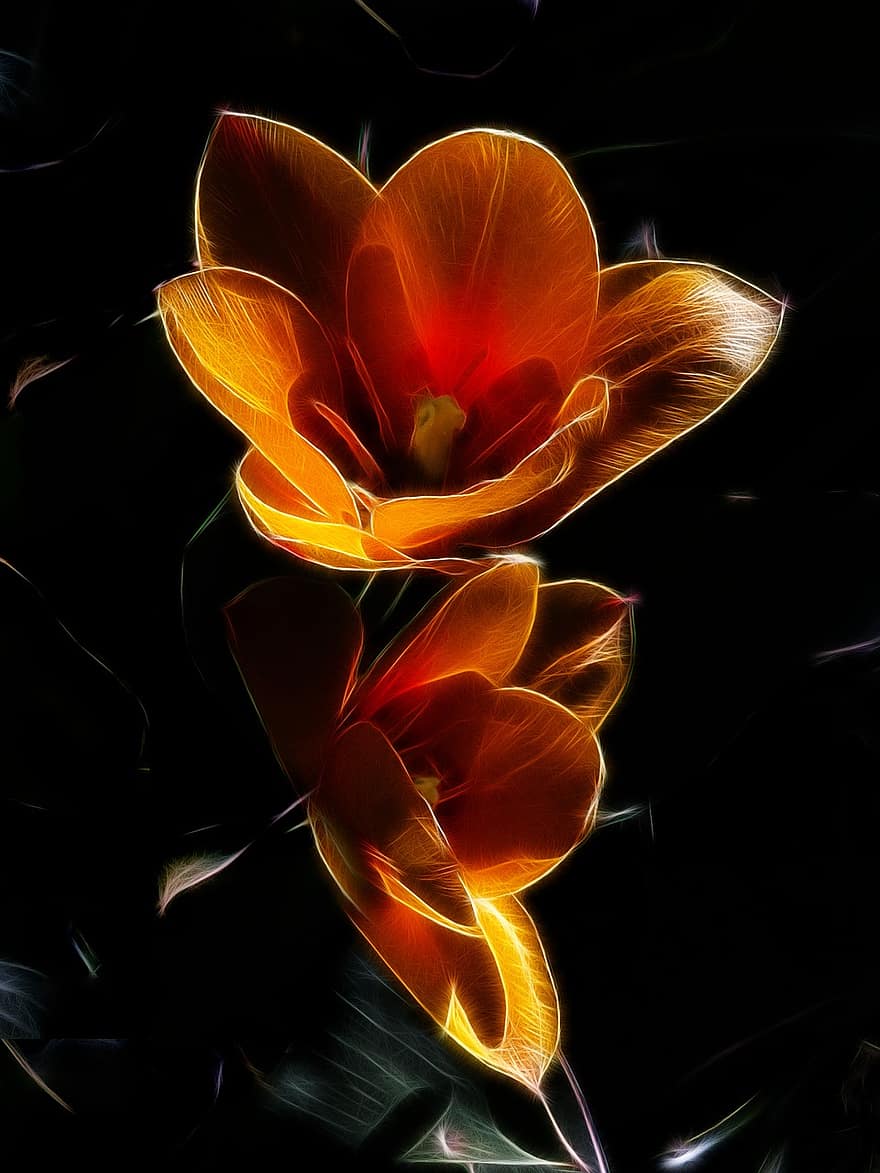 fractalius, tulipan, køb manniana tulipan, Stresa, blomst, gul, rød, orange, kronblad, natur, plante