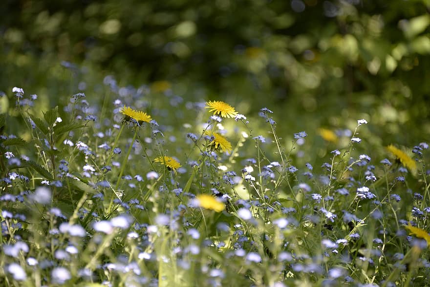 đồng cỏ, những bông hoa, hoa dại, mùa hè, bông hoa, cây, màu xanh lục, cận cảnh, mùa xuân, màu vàng, cỏ