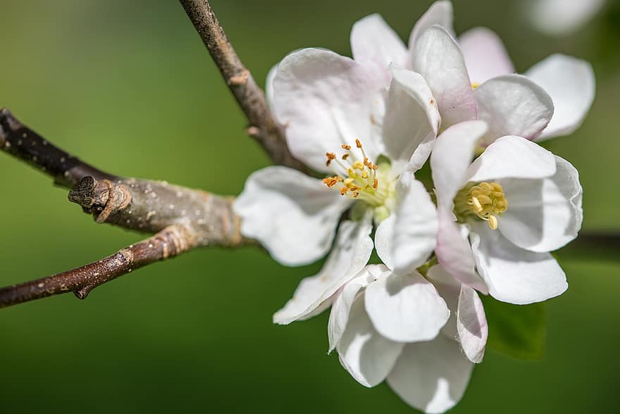 Flowers, Branch, White Flowers, Petals, Buds, Bloom, Apple Tree, Plant, Spring, Nature
