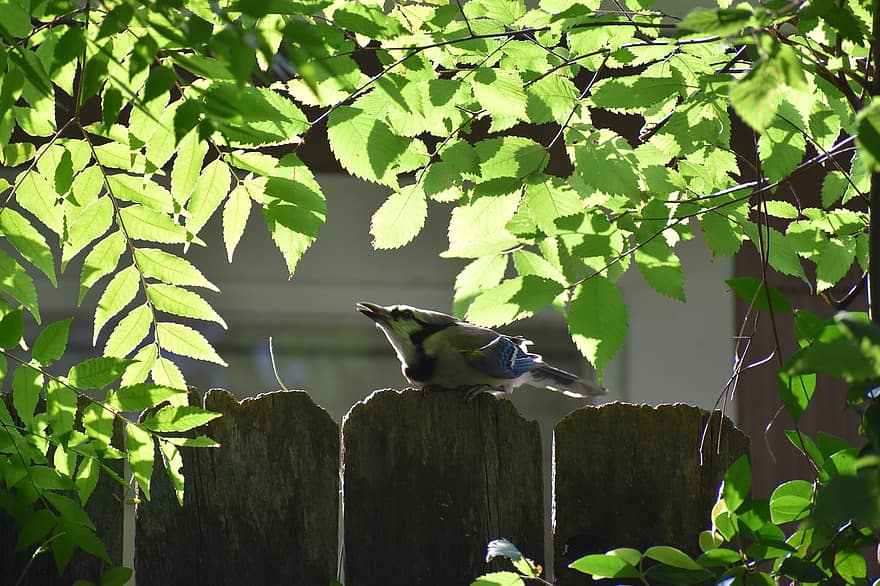 Blue Jay, yavru kuş, Mavikuş, şarkı kuş, sevimli, ağaç, çit, gizli, doğa, kenar mahalle, mavi