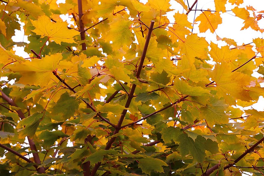 cây phong, mùa thu, lá, tán lá, lá mùa thu, tán lá mùa thu, Màu sắc mùa thu, rơi lá, lá rụng, Rơi màu, rừng