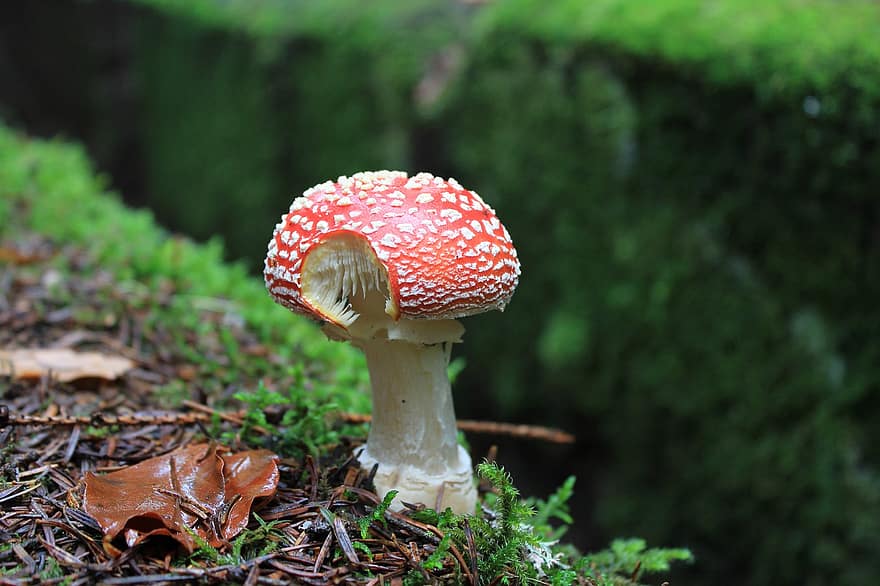 гриб, мухомор, грибок, мох, летать мухомор, красный гриб, лес, природа, падать, осень