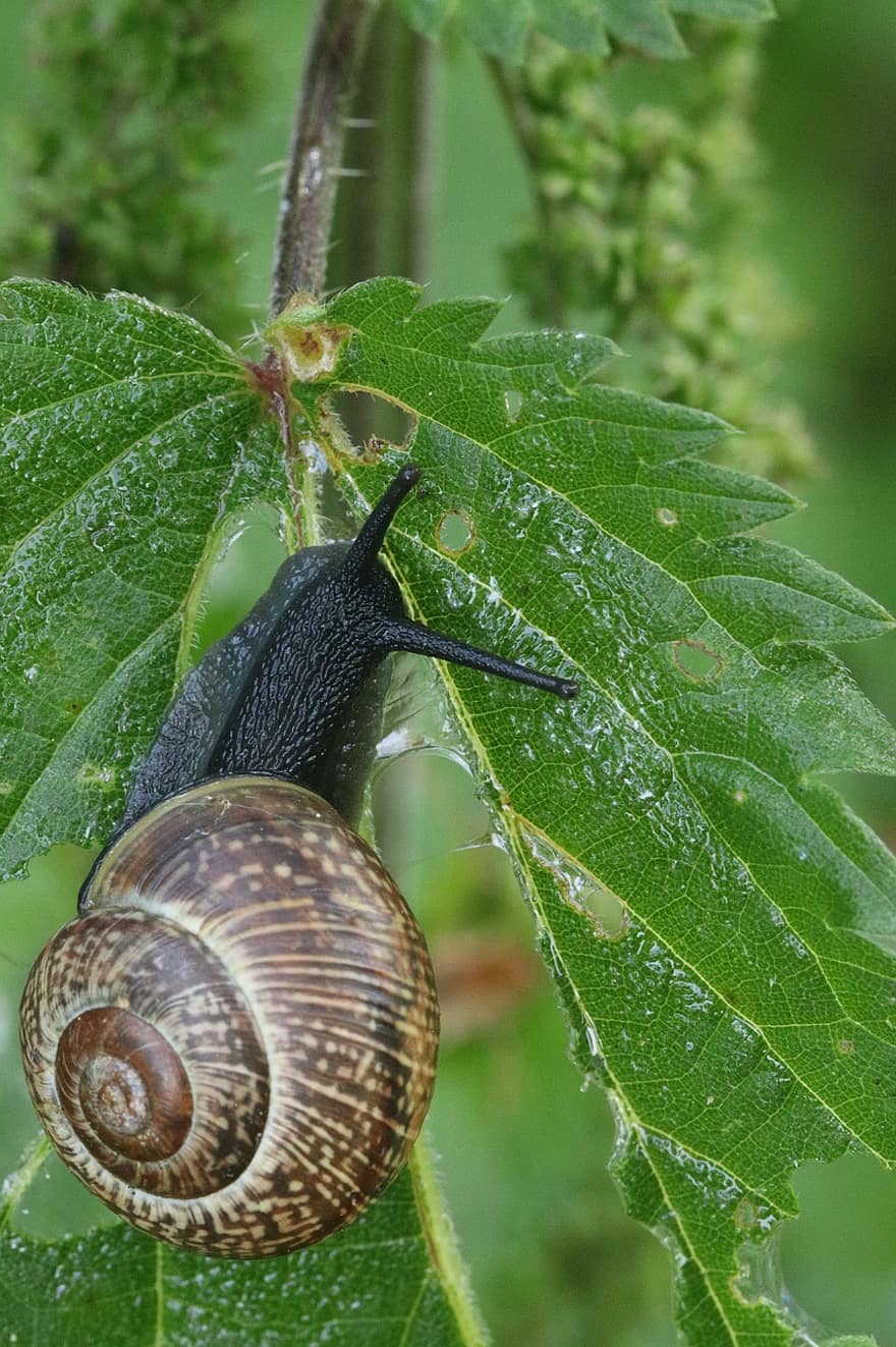 Snail, Leaf, Spiral, Gastropod, Nature