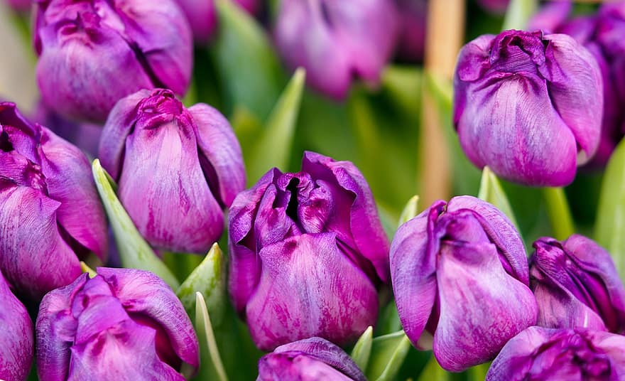Flower, Tulips, Nature, Blossom, Bloom, Flora, Spring, plant, purple, flower head, close-up