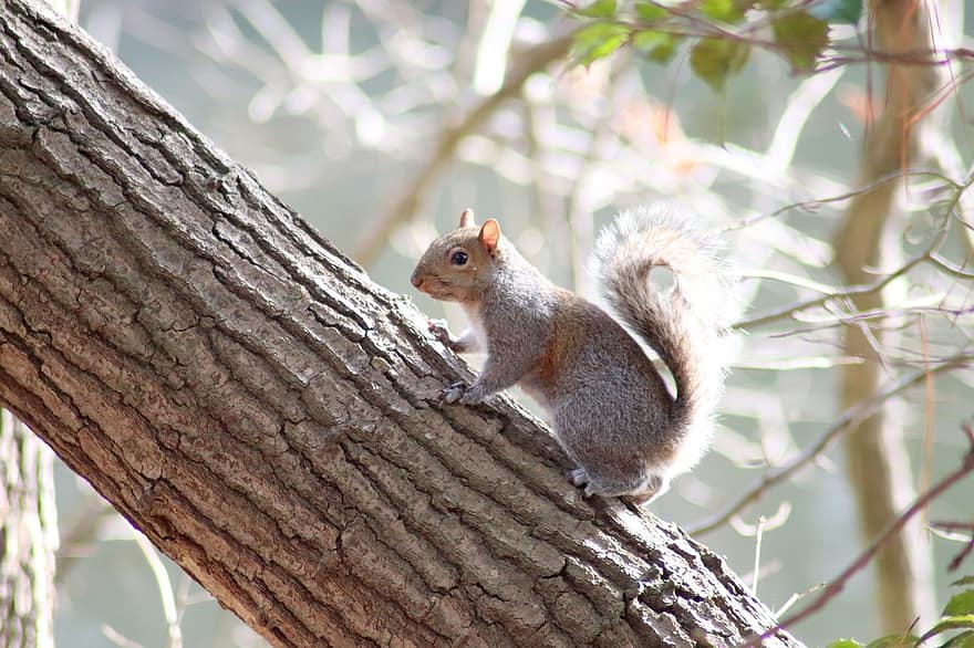 szürke mókus, rágcsáló, észak-amerikai mókus, fa, törzs, farok, vadvilág, fák, emlős, szőrme, bokros