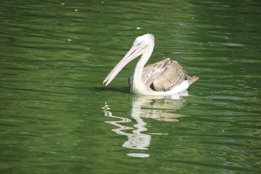 pelikan, fågel, sjö, sjöfågel, vatten fågel, näbb, vattenlevande fågel, djur-, fauna, natur, damm
