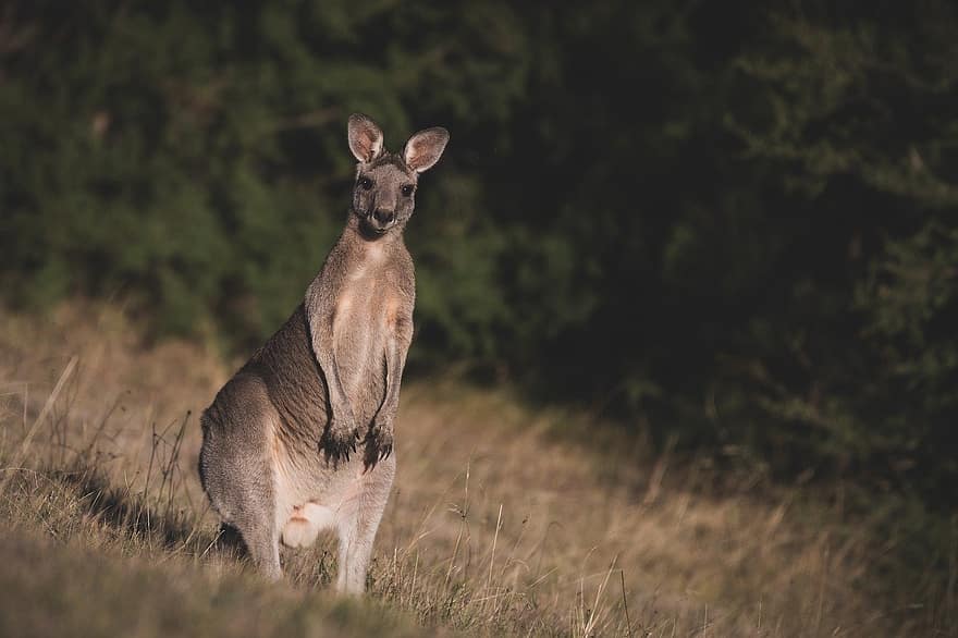 kangaroo cenușie estică, cangur, animal, macropus giganteus, marsupial, mamifer, macropod, erbivor, animale sălbatice, sălbatic, faună
