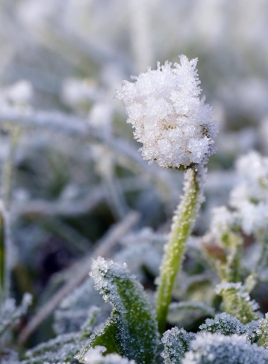 květ, zimní, jinovatka, mráz, Příroda, sedmikráska, sezóna, Mrazem pokrytý, ledové krystaly, Studený, zamrzlý