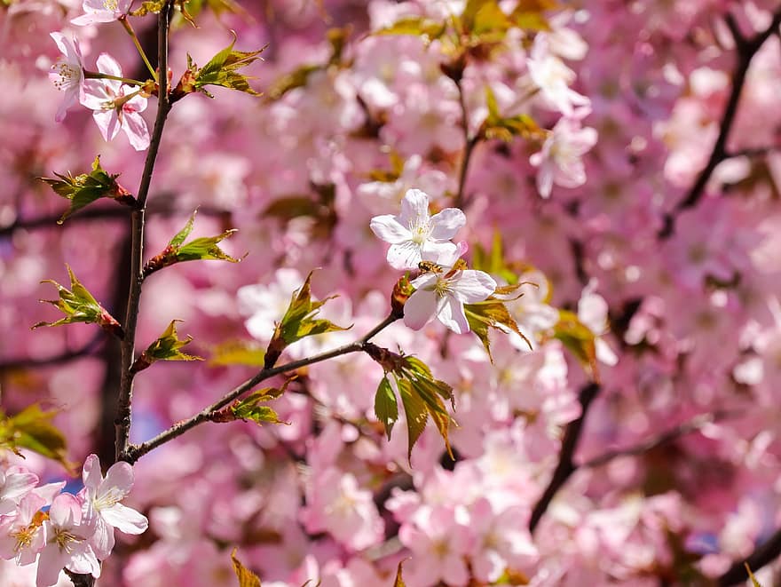 kersenbloesems, sakura, roze bloemen, bloemen, natuur, bloesems, Japan, hokkaido, lente, detailopname, bloem