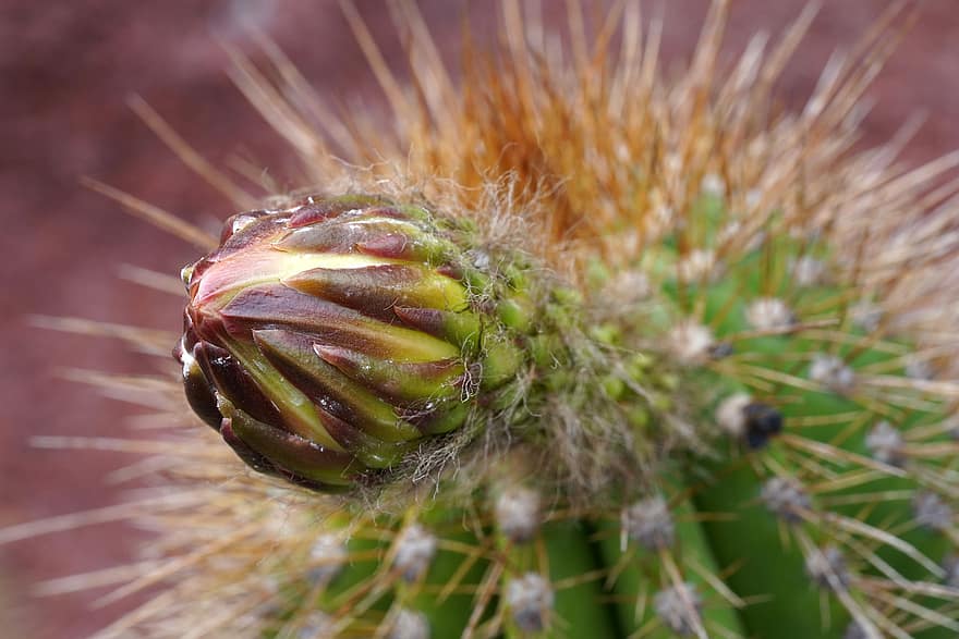 planta, cactus, botànica, creixement, primer pla, espina, color verd, macro, full, agulla, part de la planta