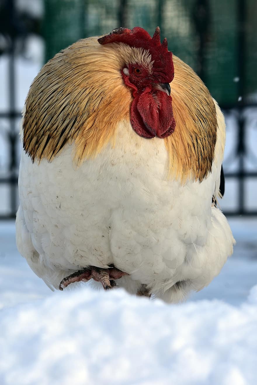 Rooster, Chicken, Snow, Bird, Fowl, Animal, Poultry, Cockscomb, Feathers, Plumage