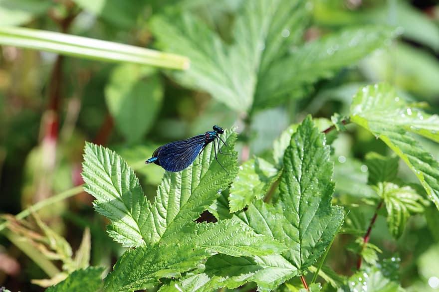 linda demoiselle, libelinha, sai, Demoiselle Dragonfly, inseto, plantar, natureza, verão, macro