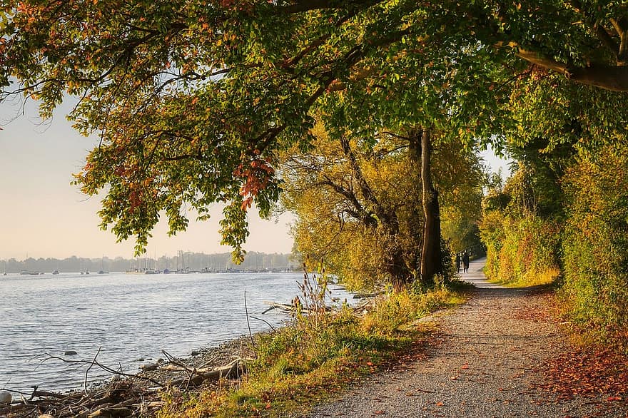 sentiero, Riva del fiume, lago, autunno, albero, foglia, stagione, giallo, foresta, paesaggio, acqua