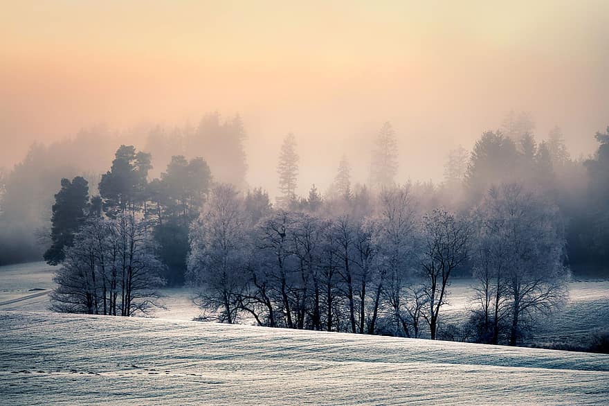 Meadow, Forest, Fog, Snow, Hoarfrost, Winter, Frost, Cold, Trees, Mist, Field