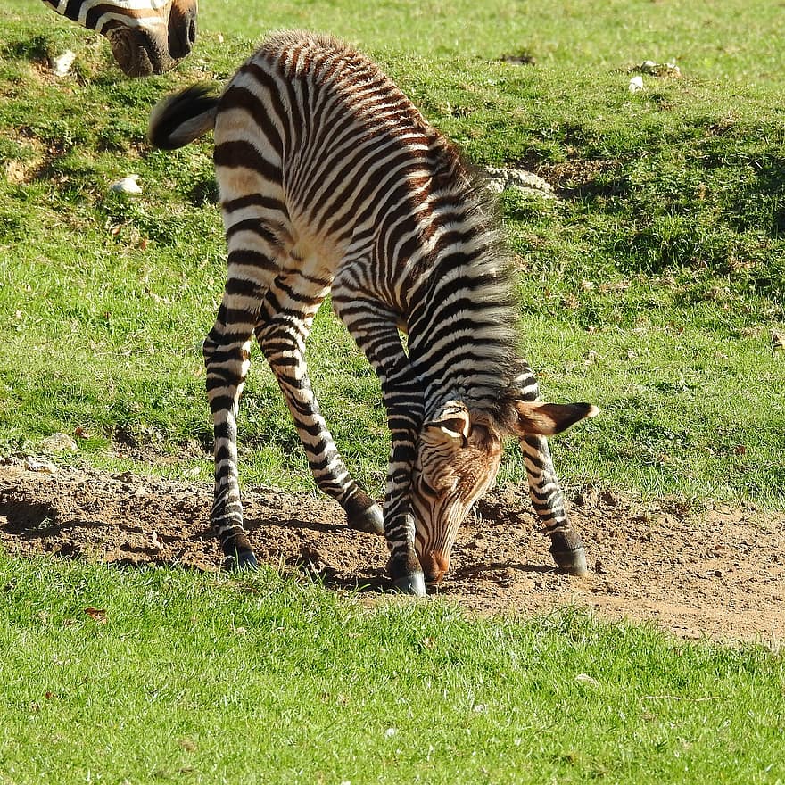 zebra, hříbě, dítě, pruhy, divoký, protáhnout se, safari, zvíře, Příroda, volně žijících živočichů, mladý