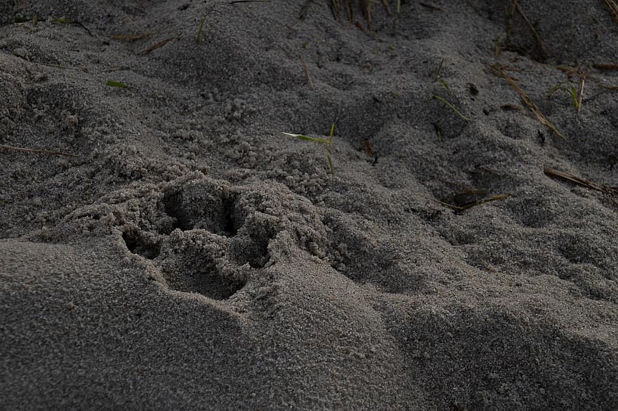 arena, pata, huella, animal, pista de animales, playa, perro, seco, suelo, tierra, marca