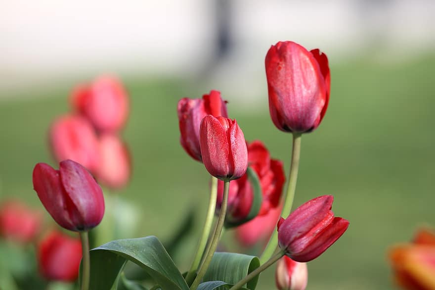 blomster, tulipaner, petals, blader, løvverk, flora, botanikk, hage, natur, blomst, blomstre