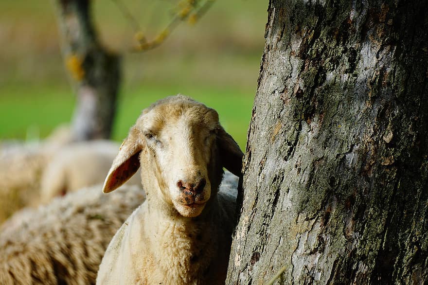羊、動物、家畜、木、哺乳類、ウール、羊の群れ、群れ、農場