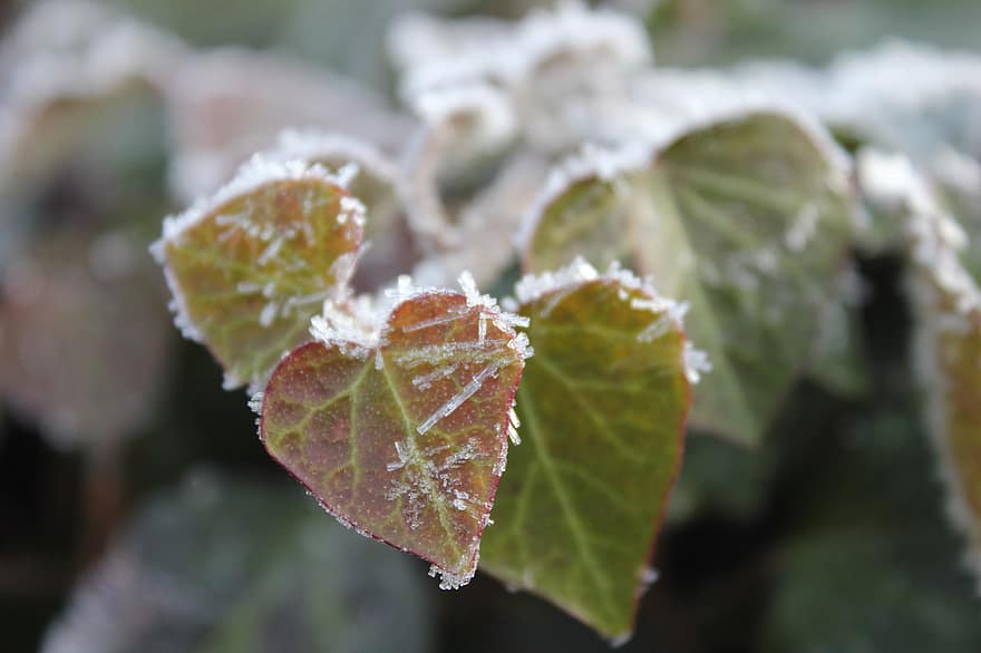 Ivy, Tendril, Plant, Nature, Winter, Frost, Botany