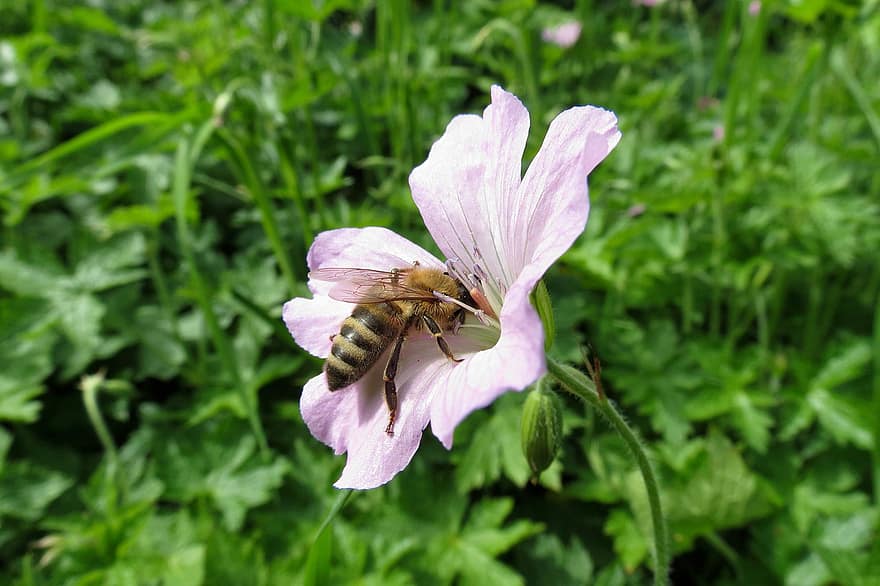con ong, côn trùng, thụ phấn, bông hoa, Côn trùng cánh, cánh, Thiên nhiên, hymenoptera, côn trùng học, cận cảnh, mùa hè