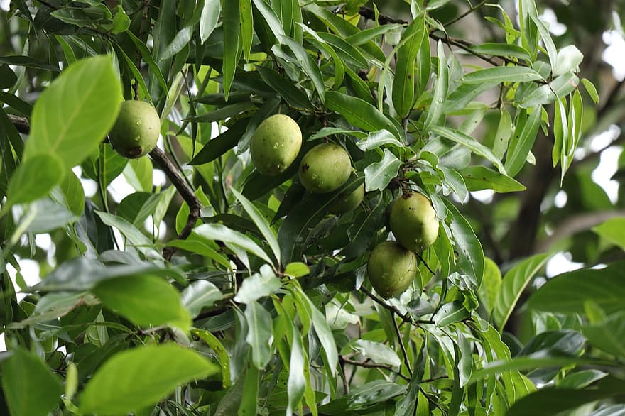 дерево, природа, манго, зеленый