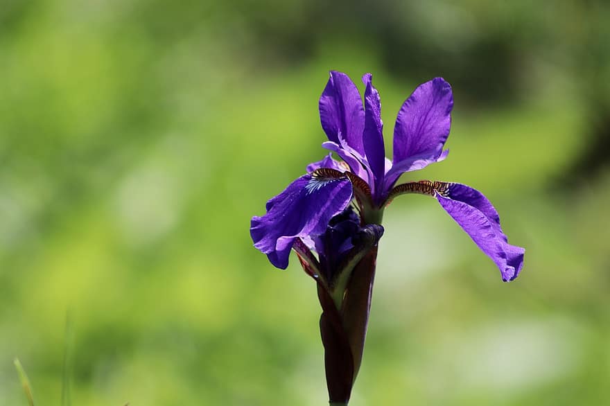 iris, pedang lily, iridaceae, bunga ungu, kelopak, merapatkan, menanam, bunga, ungu, daun, musim panas