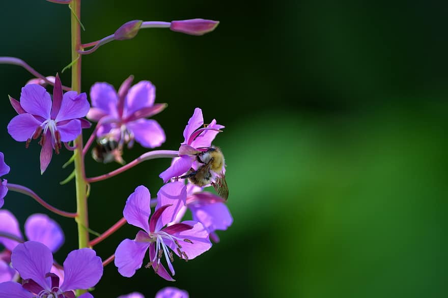 цветя, земна пчела, безрог, пчела, градина, природа, насекомо, буболечка, флора
