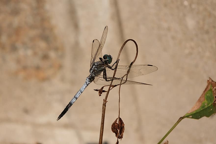 insekt, dragonfly, entomologi, arter, vinger, makro, nærbilde, dyrfløyen, sommer, dyr i naturen, blad