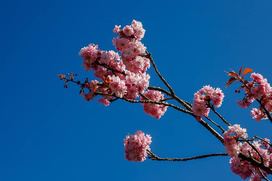 Kirschblüte, Blumen, Frühling, pinke Blumen, Sakura, blühen, Ast, Baum, Natur, Blume, pinke Farbe