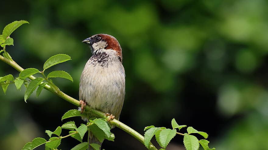 Sparrow, Sperling, Garden Bird, Animal, Plumage, Feather, Birdie, Nature, Songbird, Cheeky