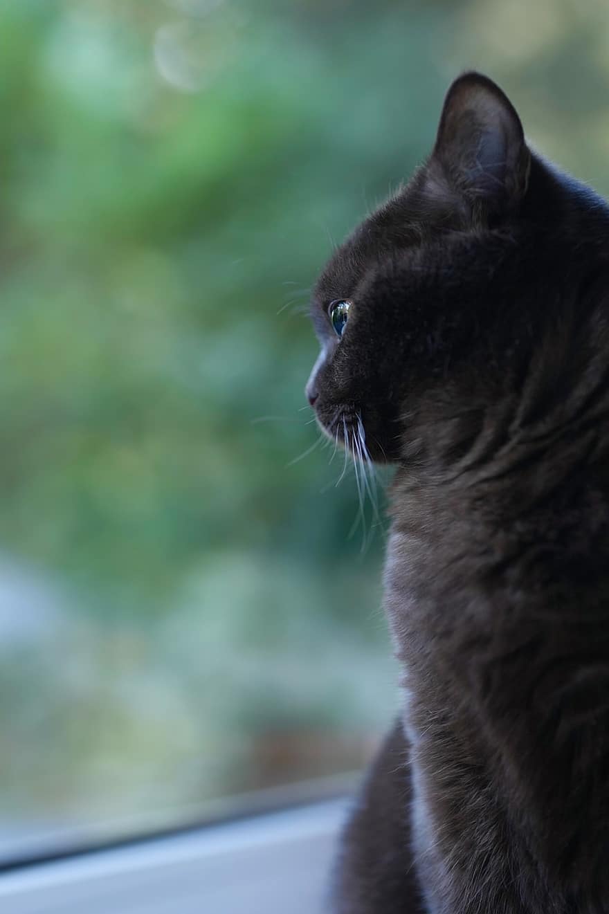 kot, brytyjski krótkowłosy, Kot domowy, kotek, okno, zwierzę, zwierzęta domowe, koci, patrząc, zbliżenie, wąsy