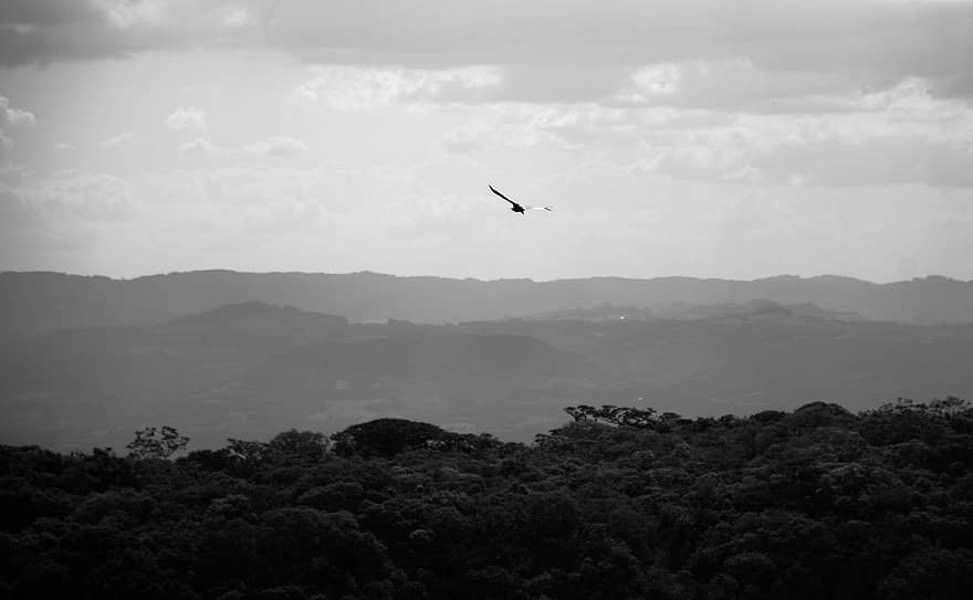 Bird, Flight, Mountains, Sky, Clouds, Trees, Forests, Woodlands, Horizon, Countryside, Landscape