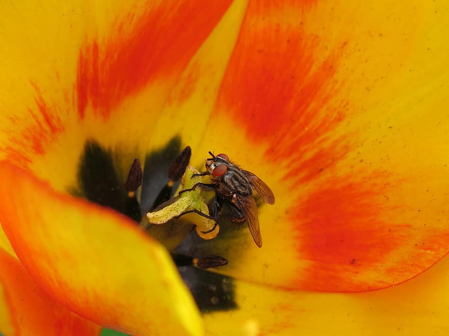 Bluebottle fluga, tulpan, pollinering, blomma, insekt, natur, flyga, makro, närbild, gul, växt