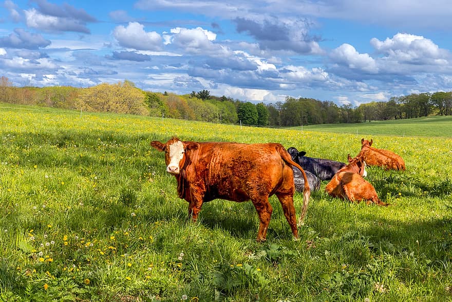 mucche, animali, campo, bestiame, azienda agricola, paesaggio, terreni agricoli, panoramico, prato, campagna, scena rurale