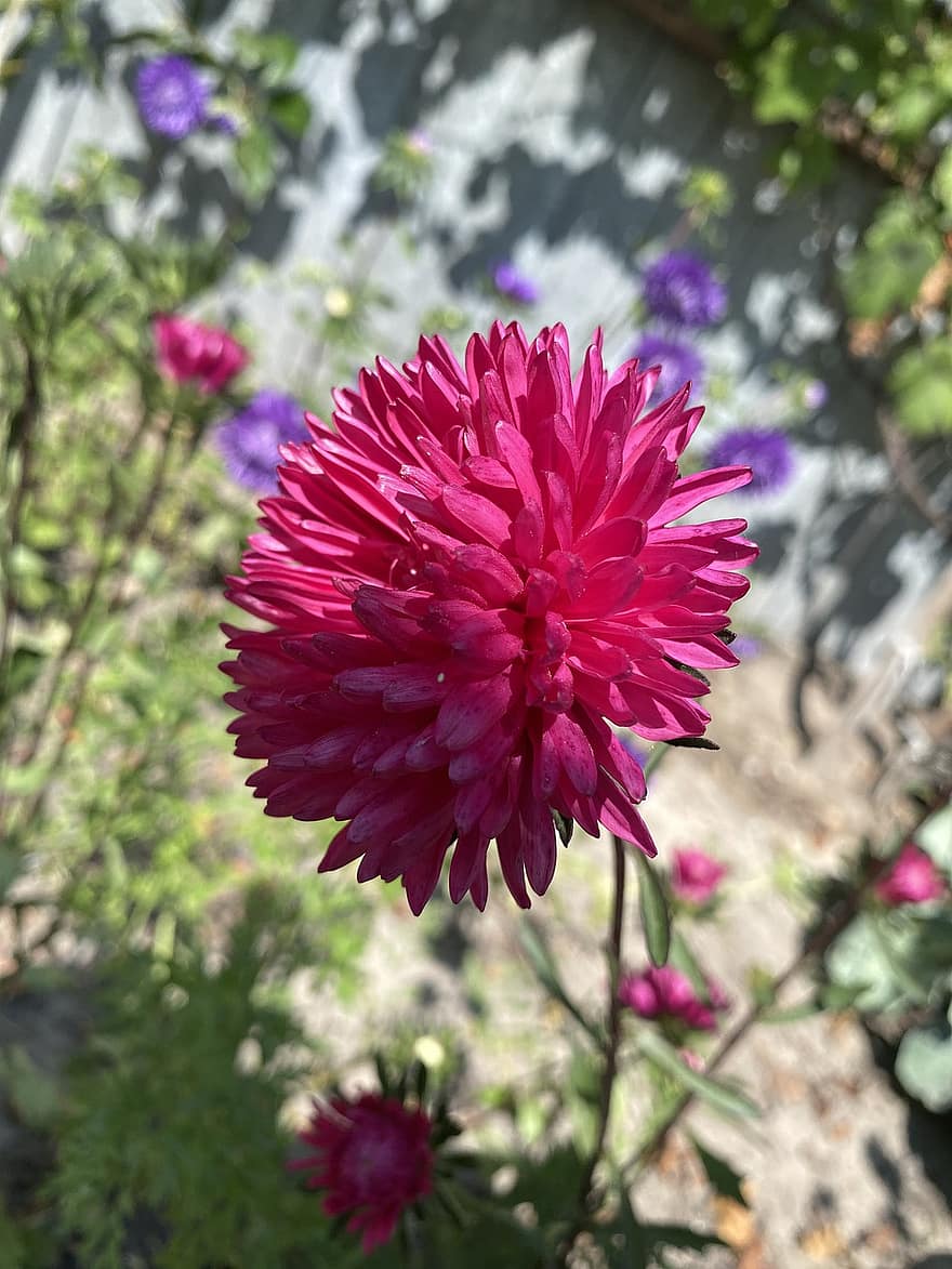 gėlė, peonijos, Dahlia, flora