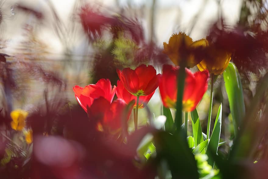 tulipes, flors, plantes, florir, flors de primavera, primavera, jardí, naturalesa