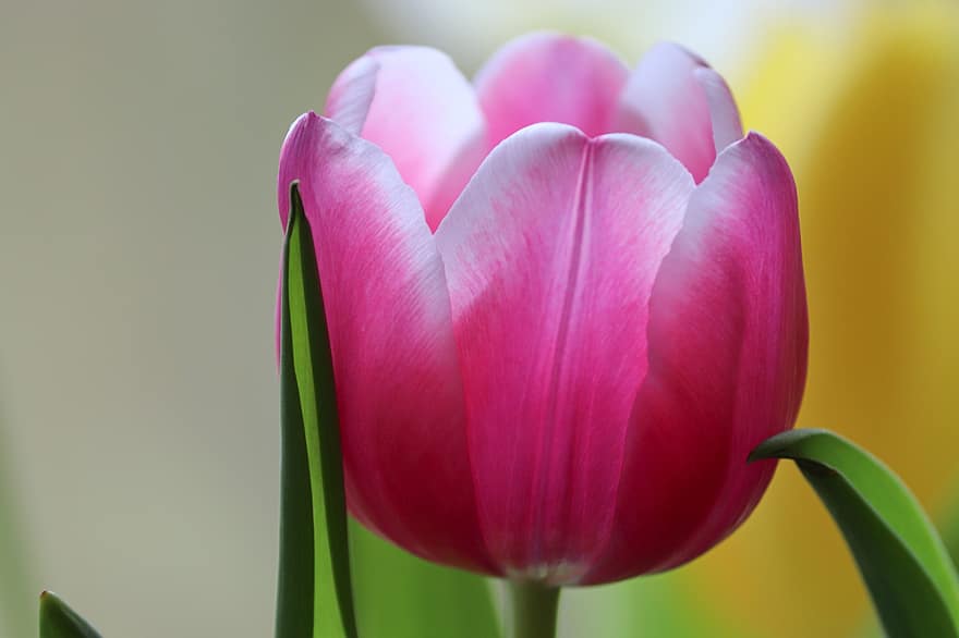 tulipan, blomst, plante, lyserød blomst, kronblade, flor, flora, natur, tæt på, kronblad, blomsterhoved
