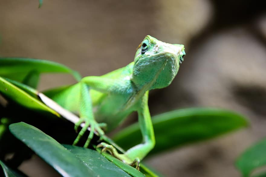 kadal, iguana, reptil, eksotik, hijau, merapatkan, warna hijau, binatang di alam liar, daun, cabang, makro