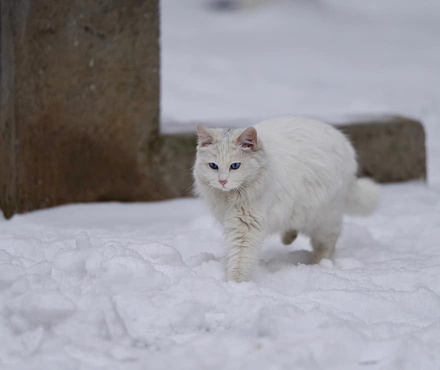 แมว, หิมะ, กลางแจ้ง, สัตว์เลี้ยง, ฤดูหนาว, แมวสีขาว, สัตว์