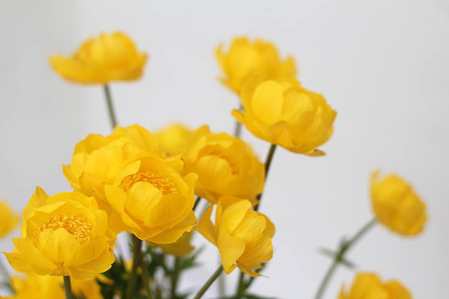 цветя, Globeflower, разцвет, цвят, украса, жълт, букет, пощенска картичка, заден план, цвете, венчелистче