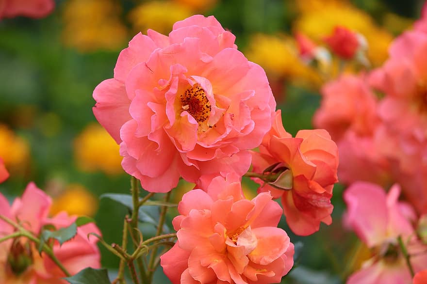 róże adamaszkowe, róże, kwiaty, płatki, kwiat, kwitnąć, roślina, zapach, ogród, Natura