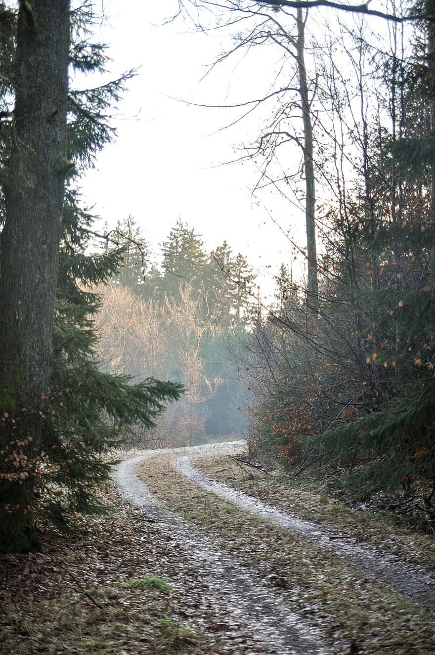 Forest, Path, Mist, Fog, Trail, Pathway, Trees, Woods, Woodland, Landscape, Countryside