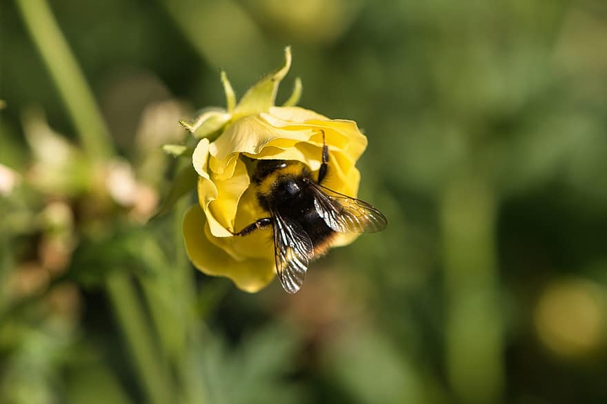 Bie, insekt, blomst, honningbie, pollinering, rose, petals, anlegg, blomstre, hage, vår