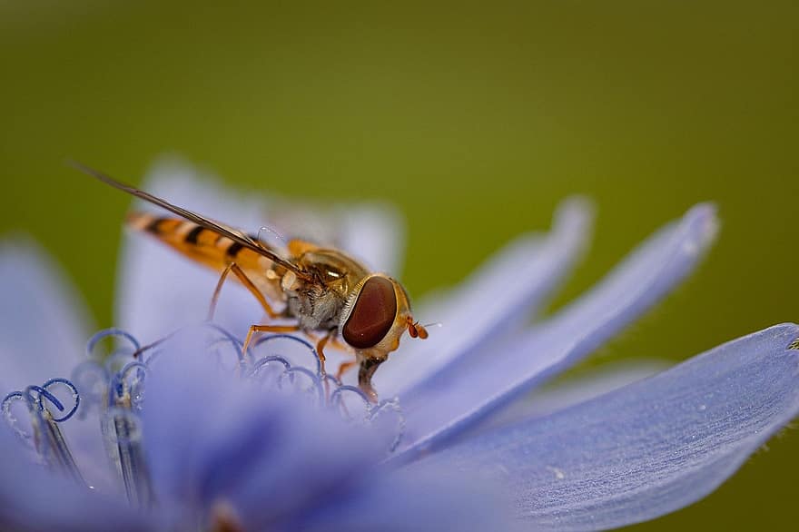 Marmeladi Hoverfly, hyönteinen, kukka, makro, lähikuva, mehiläinen, pölytys, yksi kukka, kasvi, vihreä väri, kesä