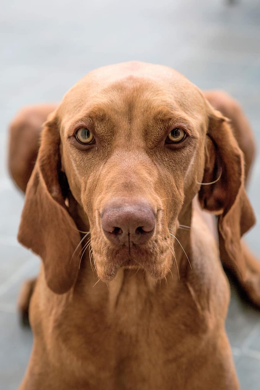 beagle, perro, retrato, amigo, animal, nariz, ojos, cabeza