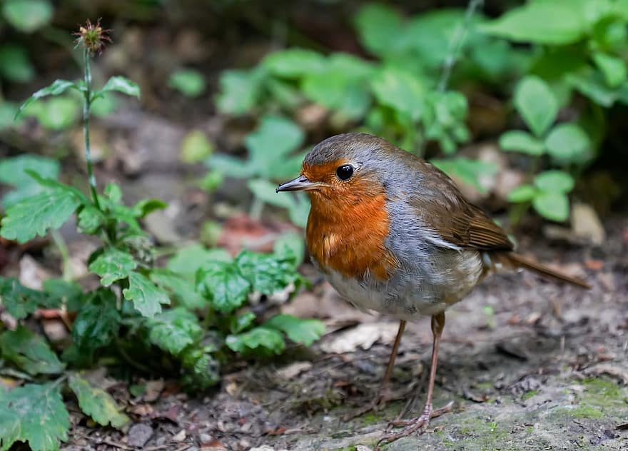Robin, suelo del bosque, pájaro, pájaro pequeño, plumas, plumaje, Cra, aviar, ornitología, hojas, bosque