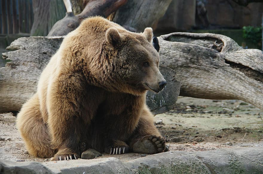 αρκούδα, θηλαστικό ζώο, γούνα, συνεδρίαση, ζώο, πανίδα