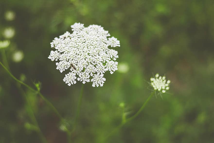 la punta de la reina anne, blanc, flor, bokeh, prat, flora, flors silvestres, natural, a l'aire lliure, verd, botànica