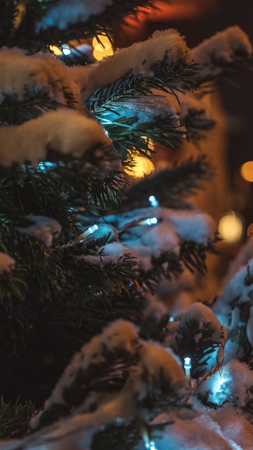 クリスマスツリー、松の木、雪、ライト、木、冬、休日、きらきら、シーズン、デコレーション、お祝い