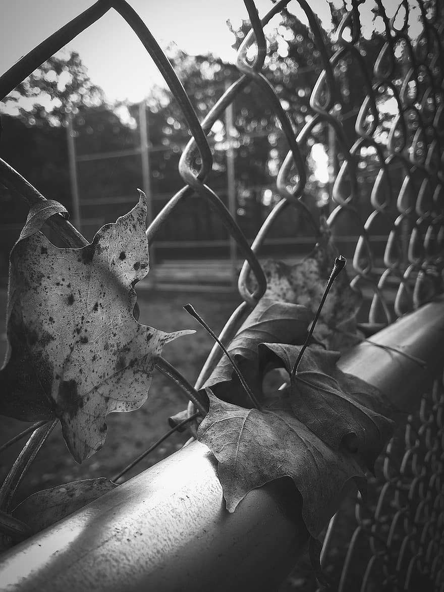 ограда, листа, монохромен, есен, шума, падане